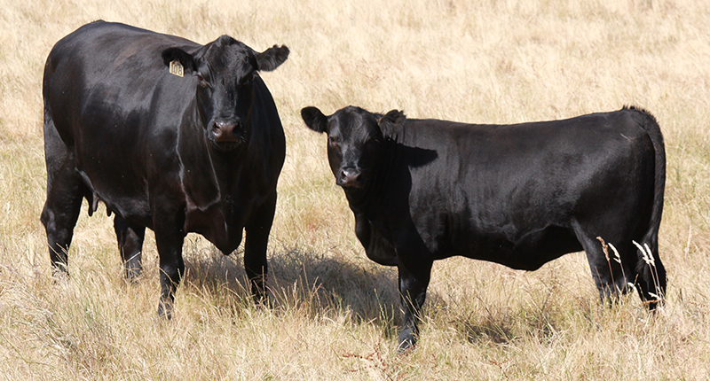 Giống bò Black Angus Canada